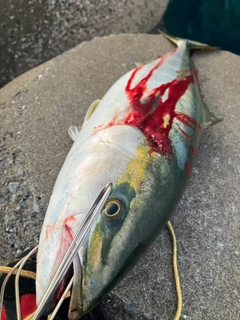 ブリの釣果