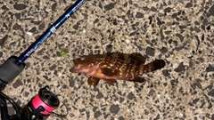 アコウの釣果