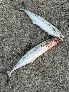 サゴシの釣果