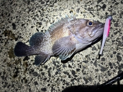 マゾイの釣果