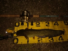 ニホンナマズの釣果