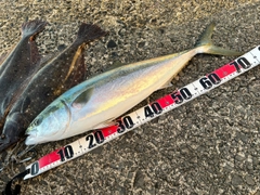 イナダの釣果