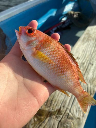 神奈川県で釣れたアカタマガシラの釣り・釣果情報 - アングラーズ