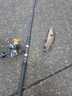 クエの釣果