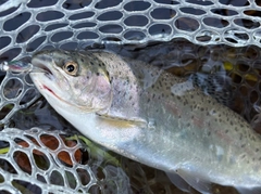 ニジマスの釣果