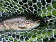 ニジマスの釣果