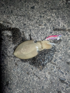 コウイカの釣果