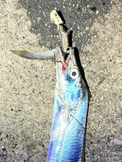 タチウオの釣果