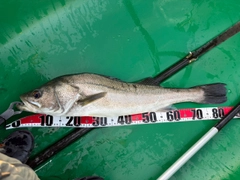 スズキの釣果
