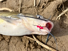 アメリカナマズの釣果