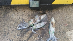 アオリイカの釣果