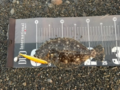 ヒラメの釣果