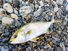 ショゴの釣果