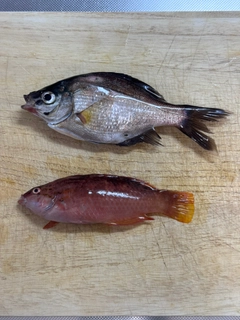 ウミタナゴの釣果