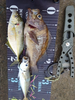 クロメバルの釣果