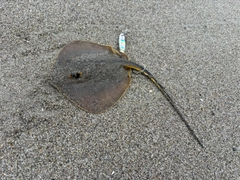 エイの釣果