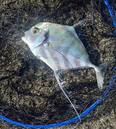 イトヒキアジの釣果
