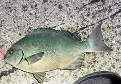 オナガグレの釣果
