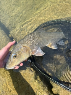 ニゴイの釣果