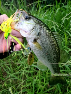 ラージマウスバスの釣果