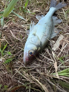 セイゴ（マルスズキ）の釣果