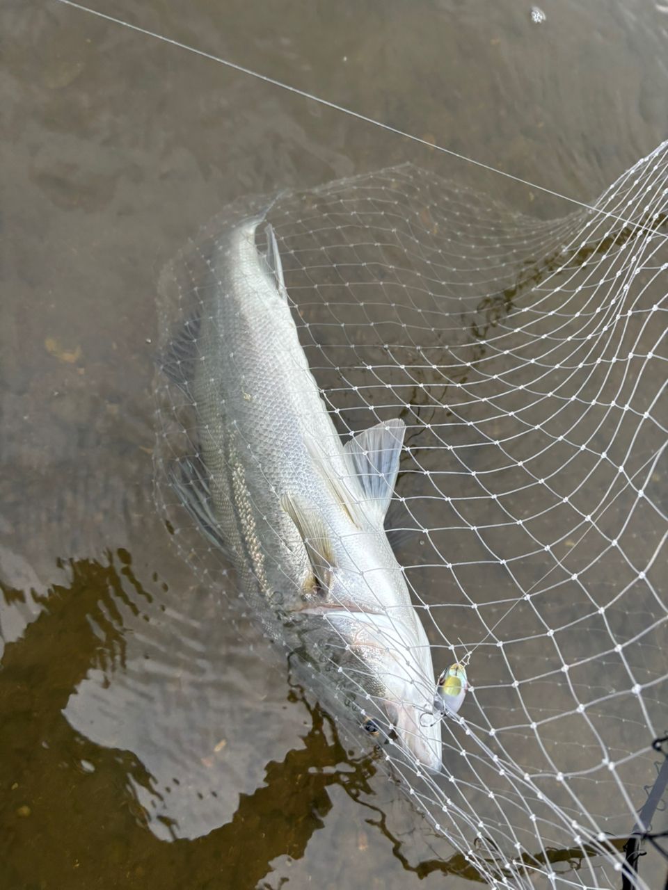 SHIMANO 23ディアルーナ S90MLの最安値・インプレ・釣果 | 本音の