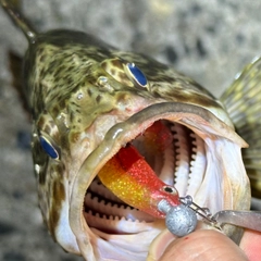 タケノコメバルの釣果