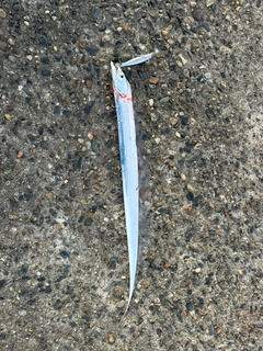 タチウオの釣果