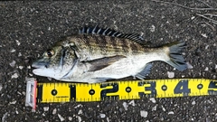 チヌの釣果