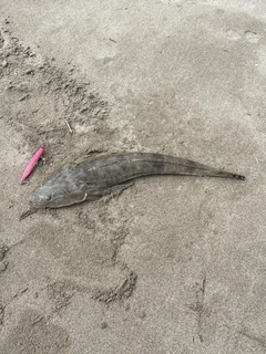 コチの釣果