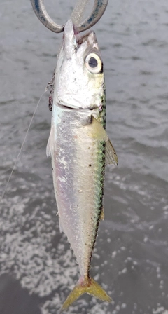 サバの釣果
