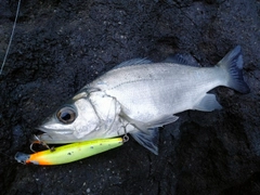 ヒラスズキの釣果