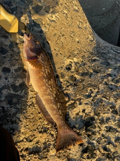 アイナメの釣果