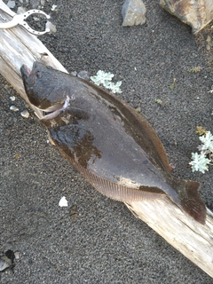 ヒラメの釣果