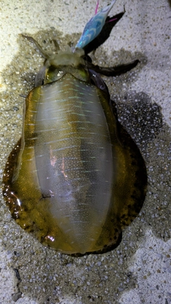アオリイカの釣果