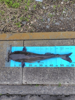 アメリカナマズの釣果