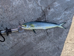 マヒマヒの釣果