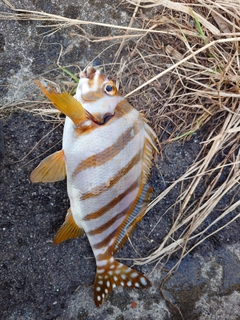 タカノハダイの釣果