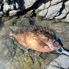 アイゴの釣果