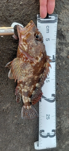 カサゴの釣果