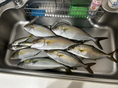 カンパチの釣果