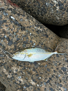 ネリゴの釣果