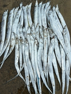 タチウオの釣果
