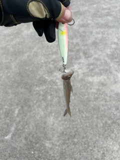 エソの釣果