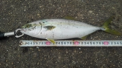 ツバイソの釣果
