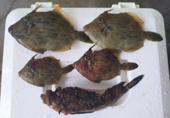 カワハギの釣果