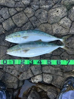 ワラサの釣果