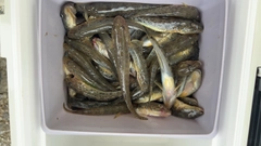 ハゼの釣果