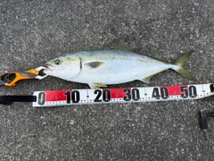 イナダの釣果