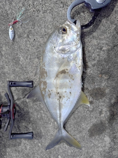 メッキの釣果